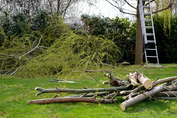 Tree Trimming Tree Trimming