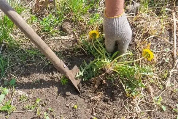 Weed Killing Weed Killing